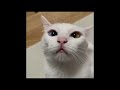 Reacting to funny cats