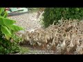 Duck | Follow a flock of nearly 10,000 ducks in 12 hours!!! Animals Plants