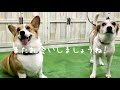 元保護犬ひなのちゃんに会ったよ〜犬連れ旅in奄美大島⑤ Trip with corgi in Amami-Island.【コーギー犬モナ086】