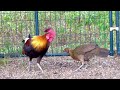 High Percentage Red Jungle Fowl Hybrid | Qaib Qus