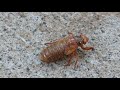 Cicada taking a walk...