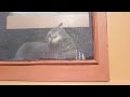 Scooter Licks The Window Screen