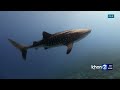 'Once in a lifetime experience': Whale shark spotted in Waikiki