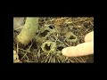 Cicada mud tubes/exit holes