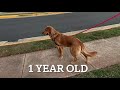 Golden Retriever Puppy Growing up - 8 weeks to 1 year