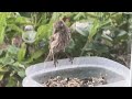 Hungry finch 1