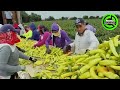 The Most Modern Agriculture Machines That Are At Another Level,How To Harvest Chilies In Farm▶6