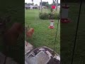 deer in back yard Orlando Florida