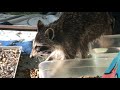 Little Raccoon is hungry