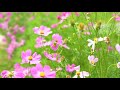 Beautiful Relaxing Music, Peaceful Soothing Instrumental Music