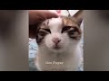 Funniest Cats And Dogs Videos 2024🤣You Laugh You Lose 🐶