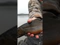 Brook Trout Takes Bait | Ice Fishing