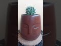 Kaktus Golden Barrel