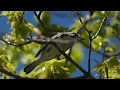 Chestnut-sided Warbler Video: Songbird foraging for food during spring migration