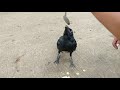 HOW TO FEED A HUNGRY CROW