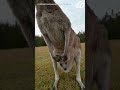 Curious kangaroo joey pokes head out of mom's pouch as pair interact with camera