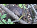 Beaver chews through an entire tree in ten minutes in Saskatoon, Saskatchewan to make dam.