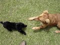 Poodle Playing With Labrador