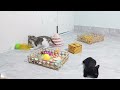 Funny Dogs And Cats Videos😻🐶Best Funniest Animal Videos 2024