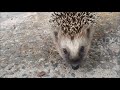 Young hedgehogs in my garden