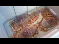 How to keep your dungeness crab alive after catching them