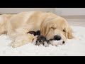 Golden Retriever Meets Newborn Kitten for First Time