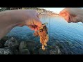 Рыбалка на черном море. Геленджик. Скорпена, Ласкирь, кукушка. rockfishing