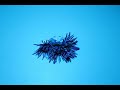 Stop Motion Drumming Flowers | Roselyle Zhao