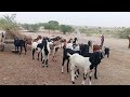 Goat videos
