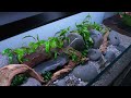 I made INCREDIBLE SLOPED RIVER TANK | HILLSTREAM AQUARIUM Step by step AQUASCAPING TUTORIAL | EP1