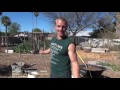 Moringa Tree from CUTTINGS - Turning a Branch into a Tree