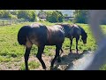 HORSES ON A SUNNY DAY #animallover #horse #cowboys #tbt