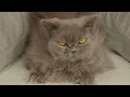 12 Hours Sleep Music for Cats 🐈 Calming Music for Cats No Ads ♬ Sleep Music for Anxious Cats