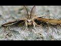 Learn about moths in 2 minutes! Become a expert!