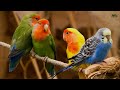 Macaw Parrots in 8K HDR 60FPS | Stunning Beautiful Birds | Birds Sound