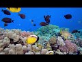 Under Red Sea 4K - Beautiful Coral Reef Fish In Aquarium, Sea Animals For Relaxation - 4K Video #8