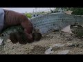 MUDAH STRIKE BABON, Mancing Belanak Jelang Puncak Pasang Naik Air Laut / Mullet Fishing