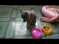 Cute animal videos 😅🤣 The cat is playing happily