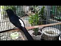 the rock magpie bird makes a fun sound