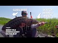 Fishing for Invasive Northern Snakehead (1 of 4) | Field Trips Virginia