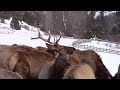 Utah Elk at Hardware Ranch