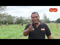 Fertilización en maíz | Fertilizando mediante método de garrafa | Granja San Lucas