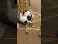 Cat Plays with Knex Rollercoaster!