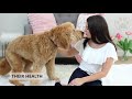 Goldendoodle vs Bernedoodle - Which Dog Is Better?