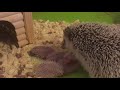 We have born hedgehogs !!!