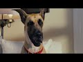 Marmaduke Trailer