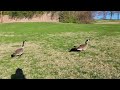 Grazing Geese