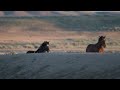 The Big Herd 7-25-23 - McCullough Peaks Wild Horses