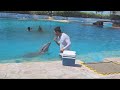 #dolphin #dolphins #fun #funny #funnyvideo