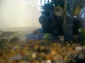 Malawi Cichlids Fry Tanks (Melanochromis auratus + Astatotilapia burtoni)